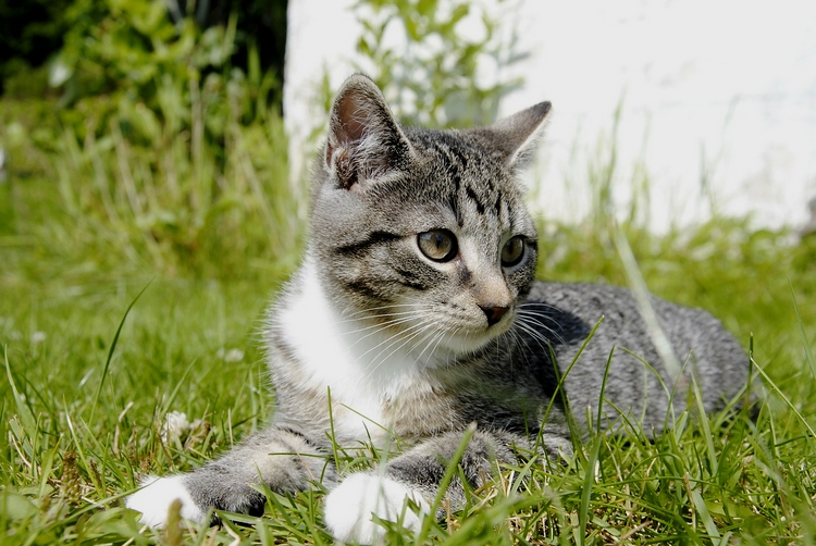 Mais à quoi serve donc les chatons sur Internet ?