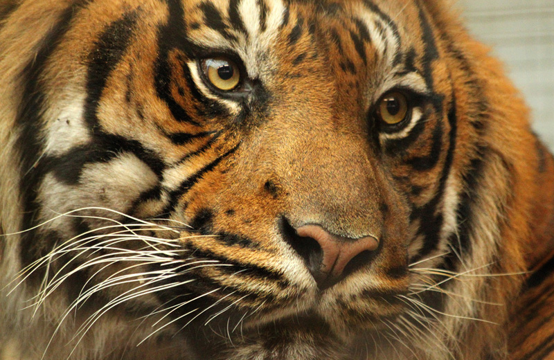 Alerte au tigre ! Le récit d’une folle journée médiatique (par l’AFP)